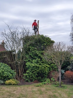 reduce_conifer_allowing_sun_on_to_the_lawn After