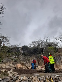 to_dismantle_an_ash_tree_infected_with_ash_dieback After