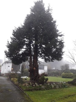 dismantle_one_large_conifer_tree After