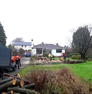 dismantle_one_large_conifer_tree After