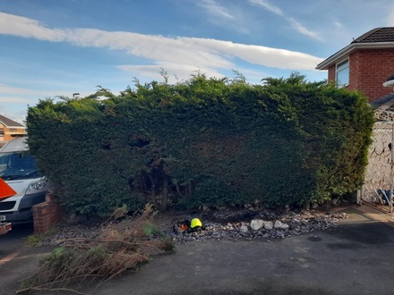 to_cut_down_and_remove_a_conifer_hedge After