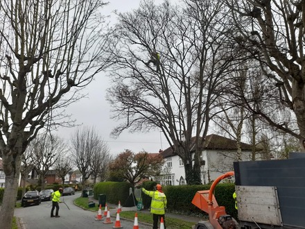 heavy_crown_reduction_on_a_sycamore After