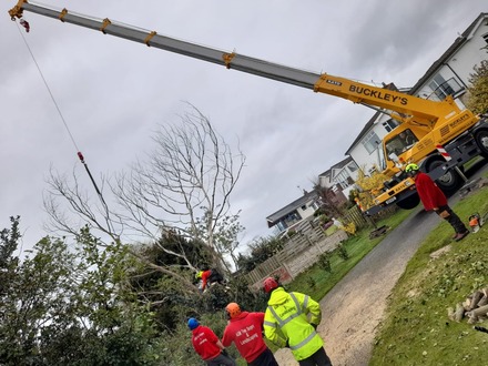 dismantling_3_dead_elm_trees After