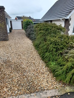 cutting_down_laurels_for_new_fencing After