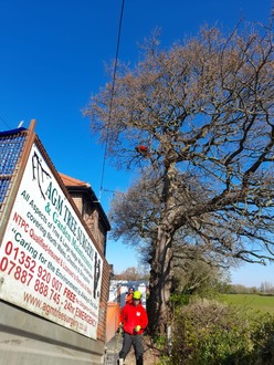 reducing_limbs_of_an_oak_tree_over_hanging_a_house After