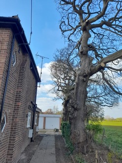 reducing_limbs_of_an_oak_tree_over_hanging_a_house After