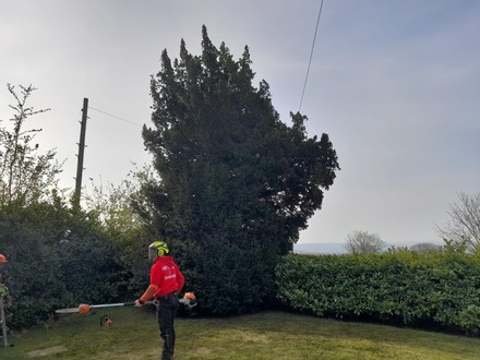 reducing_a_yew_tree_and_laurel_hedge_to_open_up_the_view After