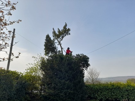 reducing_a_yew_tree_and_laurel_hedge_to_open_up_the_view After