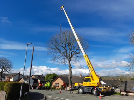 dismantle_an_ash_tree_infected_with_ash_dieback After