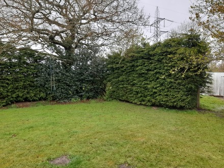 reduction_of_a_laurel_hedge_and_conifers After