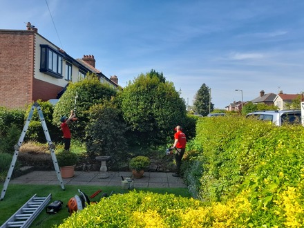 hedge_and_conifer_tidy After