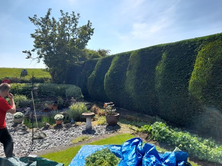 hedge_and_conifer_tidy After