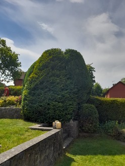 conifers_shaped_and_reduced_in_mold After