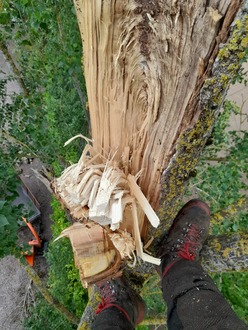 removal_of_a_damaged_limb_from_a_poplar_tree After