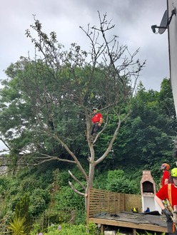 taking_down_a_dead_cherry_tree_overhanging_decking_gardens After