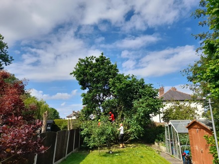 clearing_hazel_trees_that_had_overtaken_a_customers_garden After