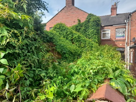 garden_clearance_to_completely_clear_a_jungle_of_vegetation After