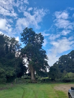 dismantling_a_large_ash_tree_with_a_massive_decaying_base After