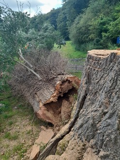 dismantling_a_large_ash_tree_with_a_massive_decaying_base After