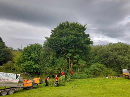 felling_a_sycamore_tree After