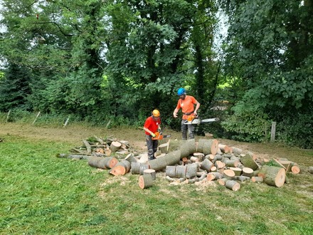 felling_ash_dieback_infected_trees_and_decaying_sycamore After