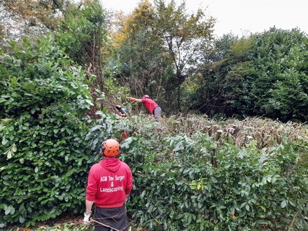 laurel_hedge_reduction After