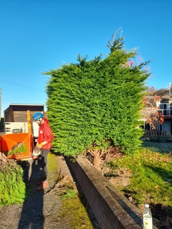 conifer_take_down After