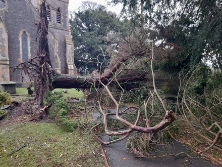 emergency_tree_surgery_conifer_blown_over_at_nannerch_church After