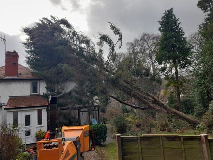 emergency_tree_surgeon_tree_blown_over_roof After