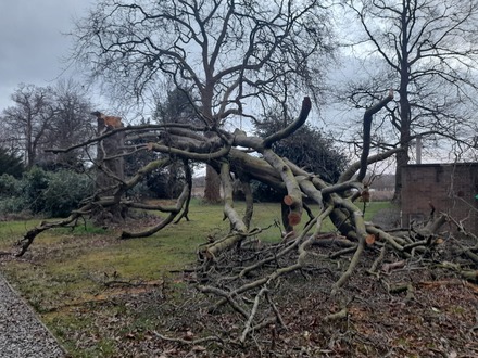 a_storm_damaged_beech_tree After