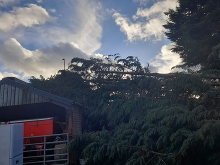 a_cluster_of_conifers_blown_on_to_a_roof_on_a_farm After