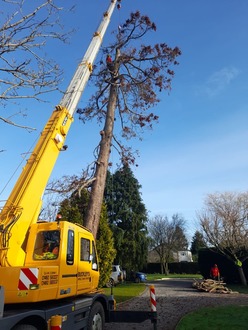 dismantling_a_dead_cedar_with_a_crane After