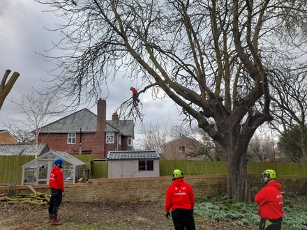 removing_some_limbs_from_a_horse_chestnut_tree After