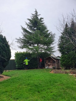 removal_of_cedar_tree After