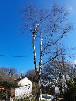 taking_down_two_silver_birch_trees After