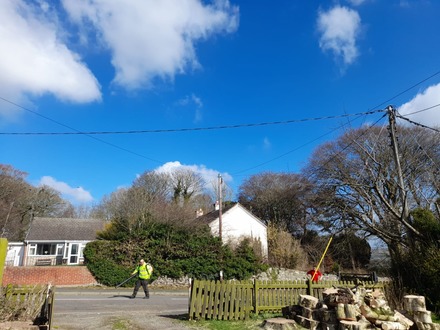 taking_down_two_silver_birch_trees After