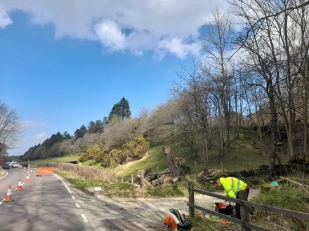 dismantle_of_an_ash_tree_with_ash_dieback After