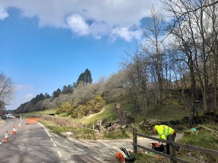 a_dismantle_of_an_ash_tree_with_ash_dieback After