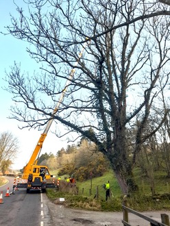 a_dismantle_of_an_ash_tree_with_ash_dieback After