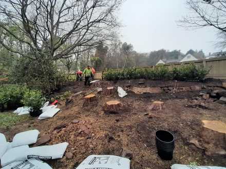 planting_a_laurel_hedge After