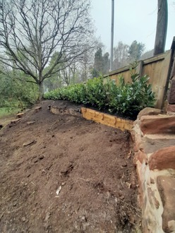 planting_a_laurel_hedge_on_the_wirral After