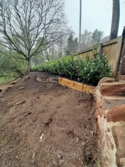 planting_a_laurel_hedge After
