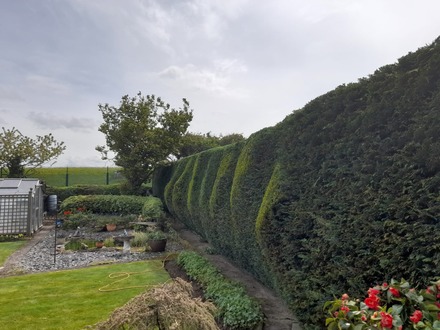 hedge_cutting_in_connahs_quay After