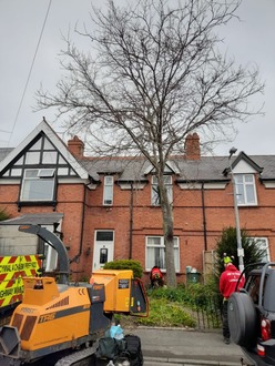 tree_dismantle_in_wrexham After