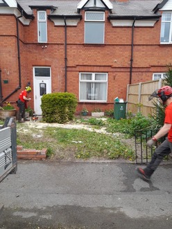 tree_dismantle_in_wrexham After