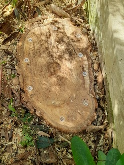 tree_cut_down_and_stump_treated After