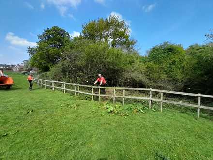 cutting_back_shrubs After