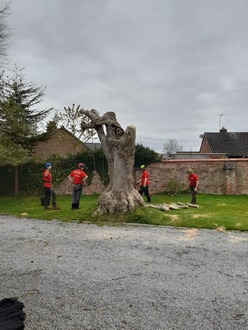 dismantling_one_ash_tree_with_a_badly_decaying_base After
