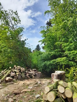 felling_a_large_number_of_leylandi_trees After