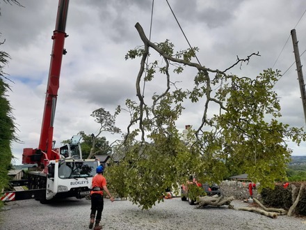 removal_of_a_massive_decaying_stem_at_4_metres After